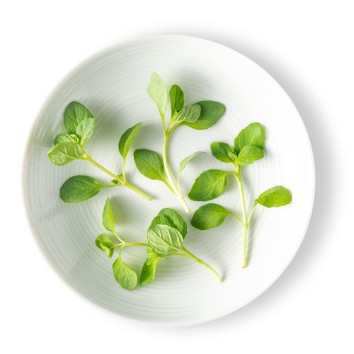 Micro Green Mint