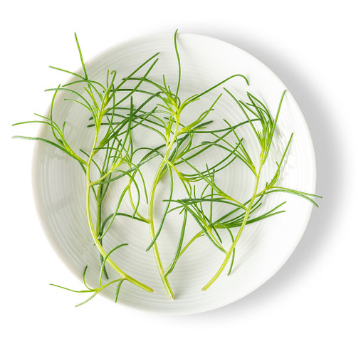 Petite Sea Grass Petite Sea Grass