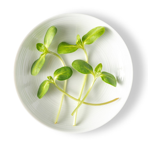 Sunflower Shoot Sunflower Shoot