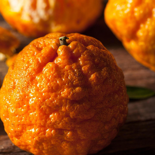 Gold Nugget Tangerine