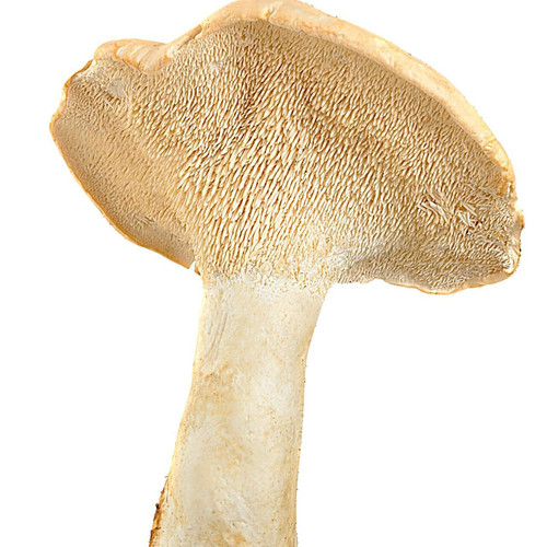 Hedgehog Mushroom