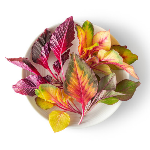 Petite Amaranth Carnival Mix