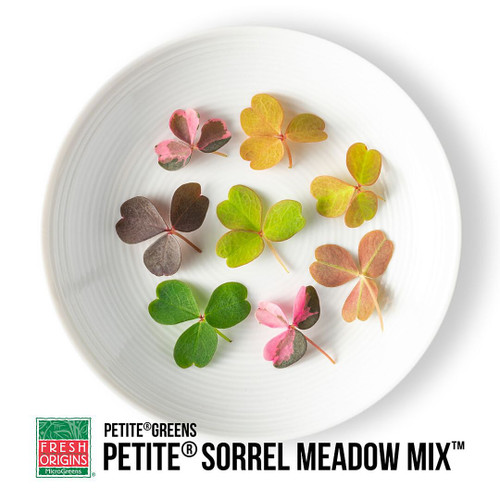 Petite Sorrel Meadow Mix