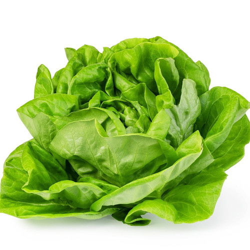 Organic Green Butter Lettuce