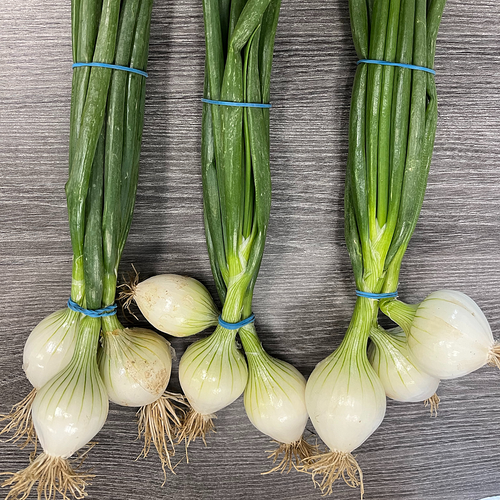 ORGANIC ONION GRILL YELLOW