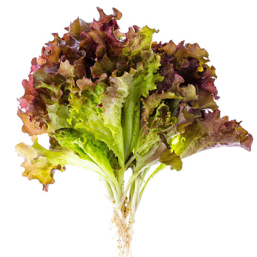Lollo Rosa Lettuce