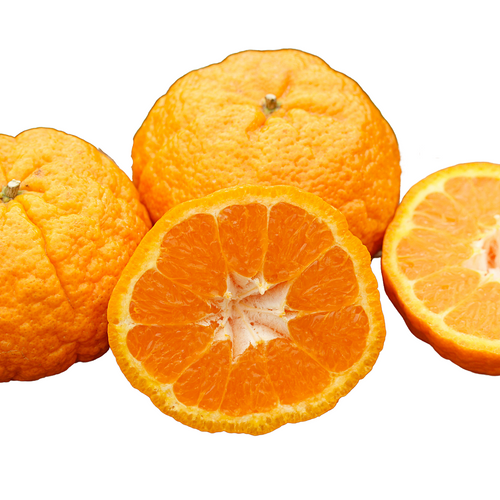 Gold Nugget Tangerine