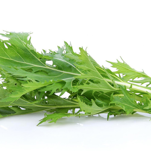 Mizuna Lettuce