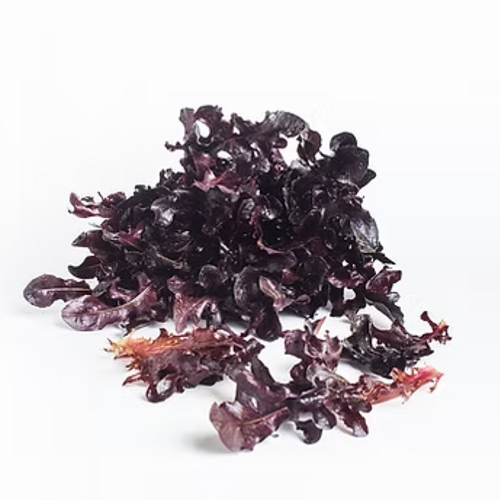 Baby Red Oak Leaf Lettuce