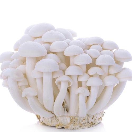 White Shimeji Mushroom White Shimeji Mushroom