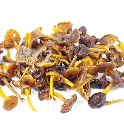 Yellow Foot Mushroom Yellow Foot Mushroom