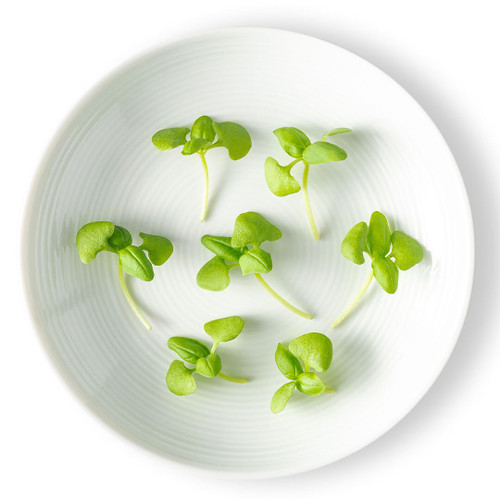 Micro Basil
