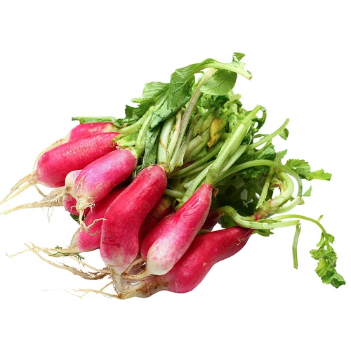 Organic French Breakfast Radish