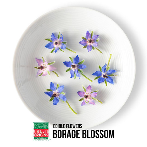 Micro Green Borage Blossom