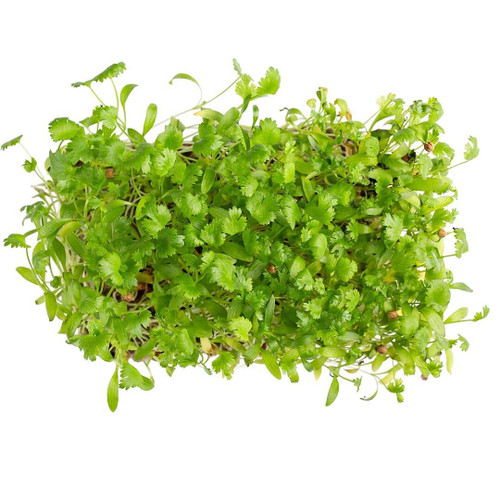 Micro Green Cilantro