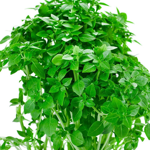 Microgreen Thai Basil