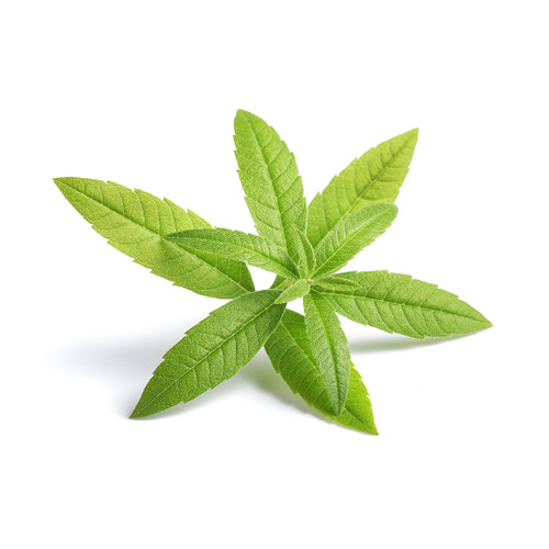 Lemon Verbena