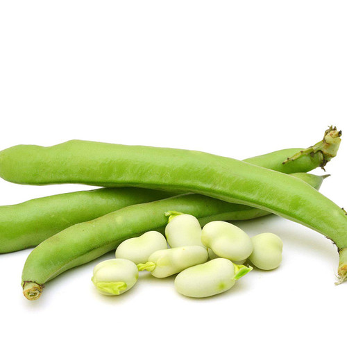 Fava Bean