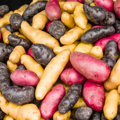 Tricolor Fingerling Potato