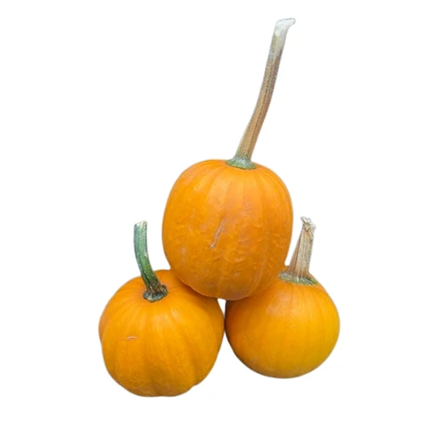Ornamental We Be Little Pumpkin
