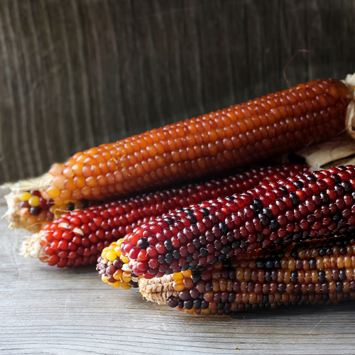 Ornamental Indian Corn