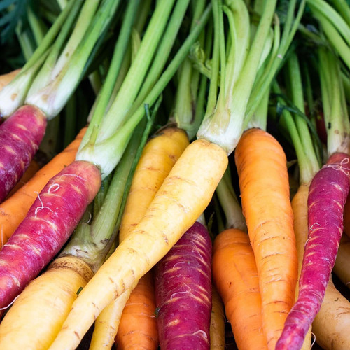 Baby Rainbow Carrot With Tops
 Baby Rainbow Carrot With Tops