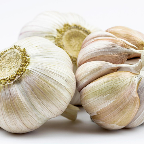 Organic Colossal Garlic Organic Colossal Garlic
