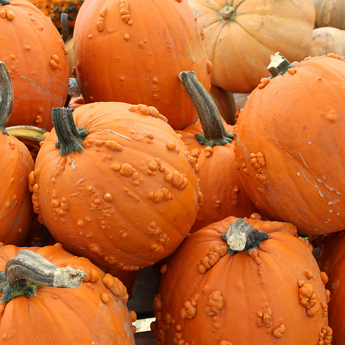 Knucklehead Pumpkin Knucklehead Pumpkin