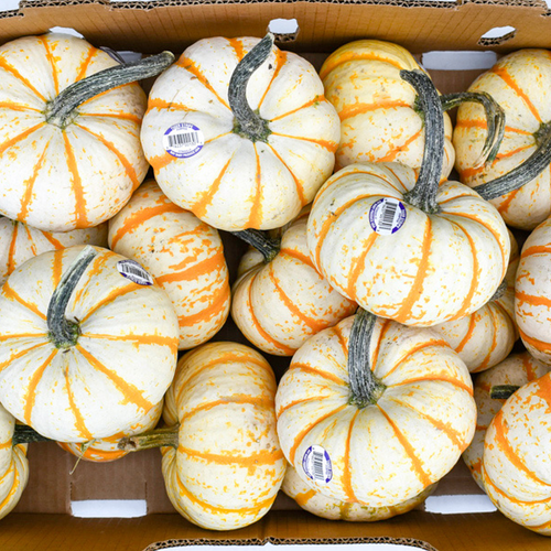 Ornamental Tiger Stripe Pumpkin