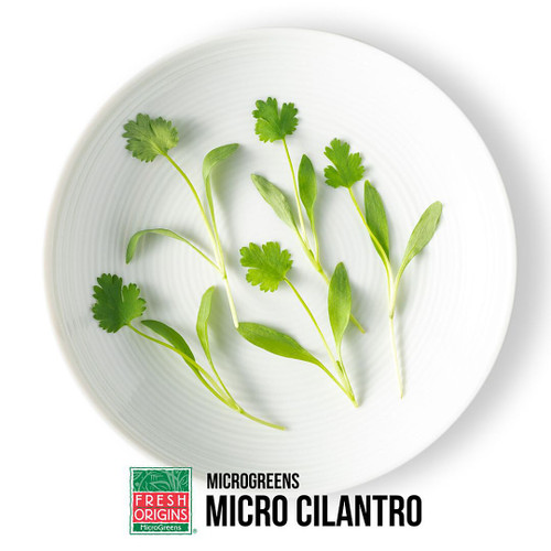 Micro Green Cilantro
