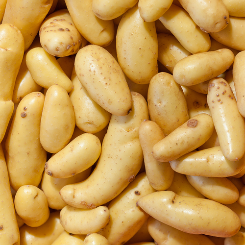 Organic Russian Fingerling Potato