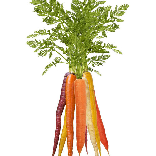 Organic Rainbow Carrot Bunch