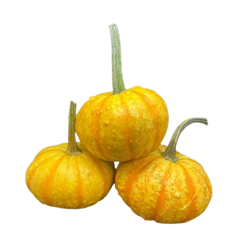 Ornamental Houligan Pumpkin