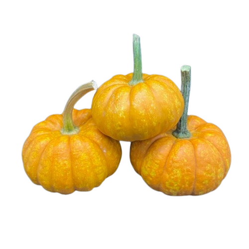 Ornamental Crunchkin Pumpkin