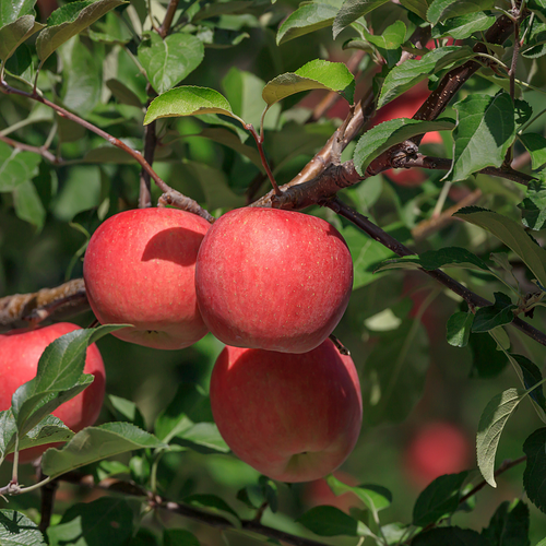 APPCOSOR | Organic Cosmic Crisp Apple (40/45CT)