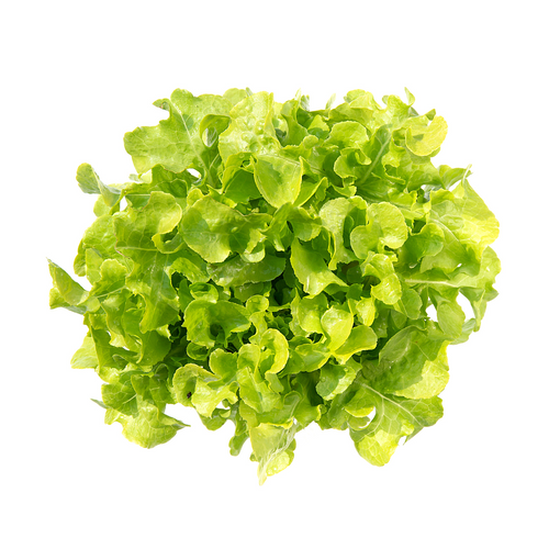 Baby Green Oak Lettuce Baby Green Oak Lettuce