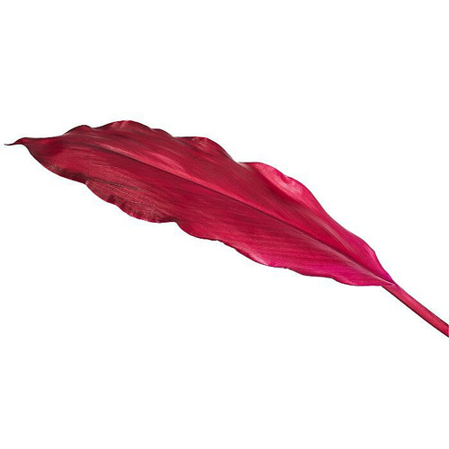 Red Ti Leaf