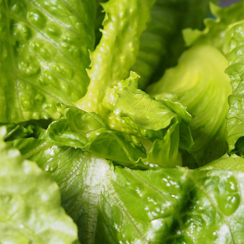 Washed & Trimmed Romaine Lettuce