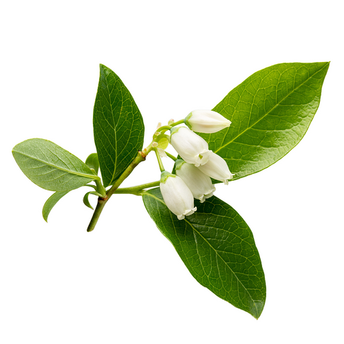 Blueberry Branches Flower