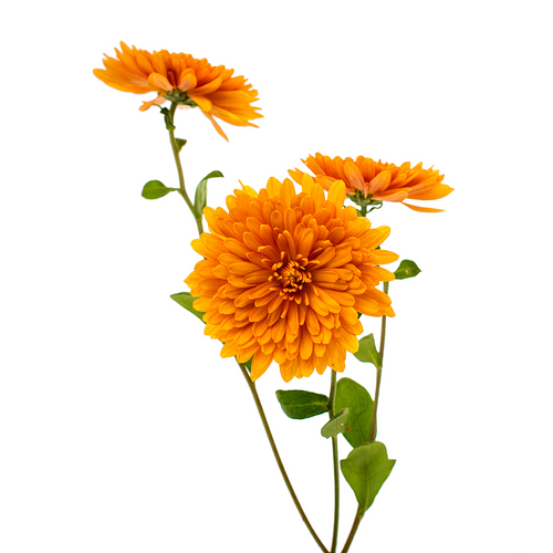 6 Stem Chrysanthemum Flower