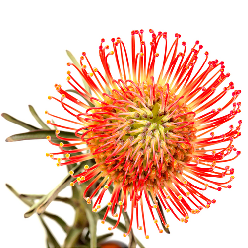 Protea Pincushion Flower
