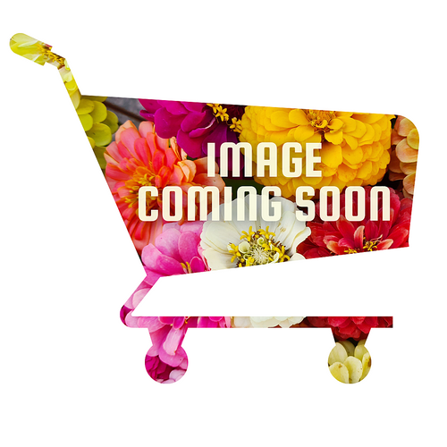 image coming soon image coming soon