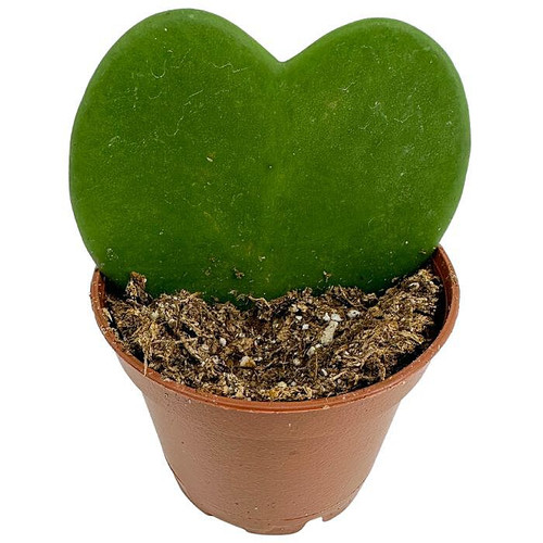 2" Kerii Heart Hoya Plant