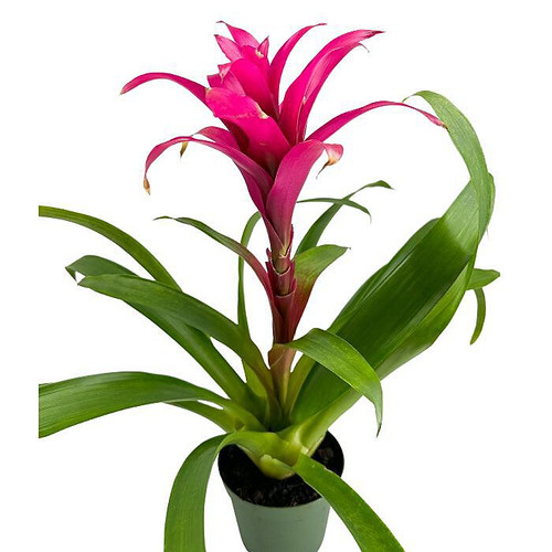 6" Bromeliad Plant