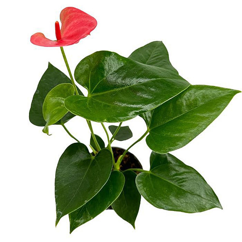 6" Anthurium Plant