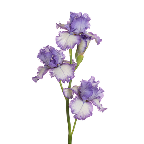 Assorted Bearded Iris Flower