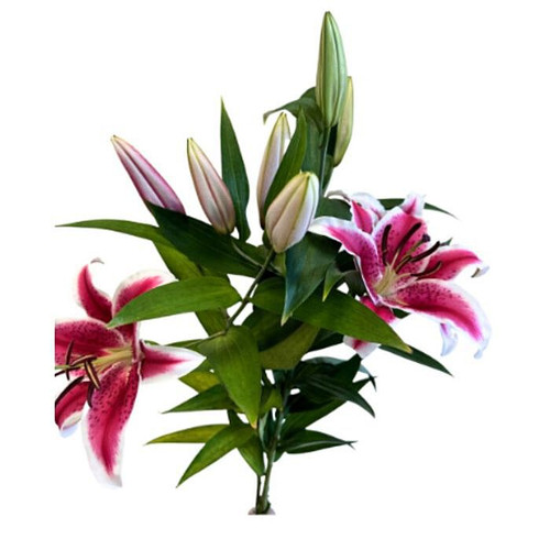 ホワイトリリー　AS 30 Fresh Take - in Butterfly White | Shaw Floors