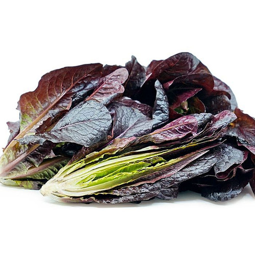 Baby Red Romaine Lettuce