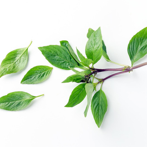 Organic Thai Basil Organic Thai Basil