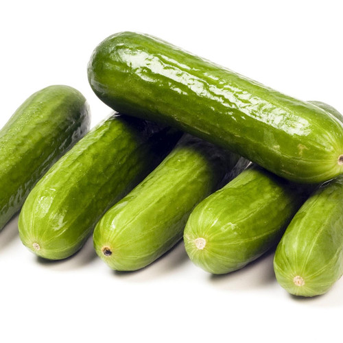 Persian Cucumber